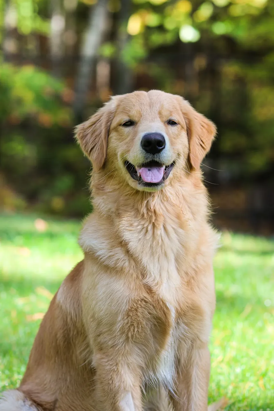 La foto original: un golden retriever