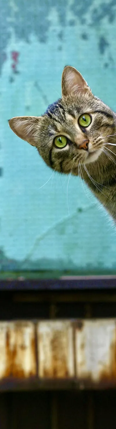 Tabla de skate con un gato asomándose